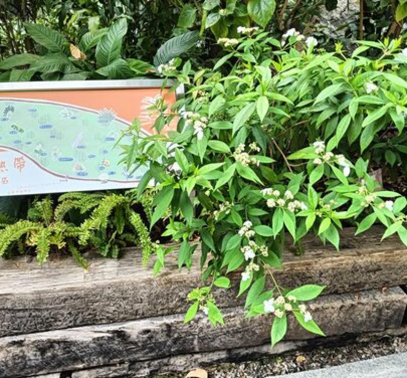 華八仙位於園區內的亞熱帶植物區。