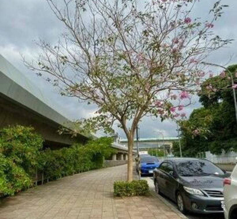 洋紅風鈴木葉與花並存