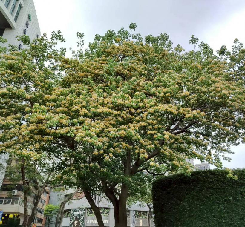 春末仁愛圓環加羅林魚木枝條上滿滿的銀白色花朵繁花簇擁