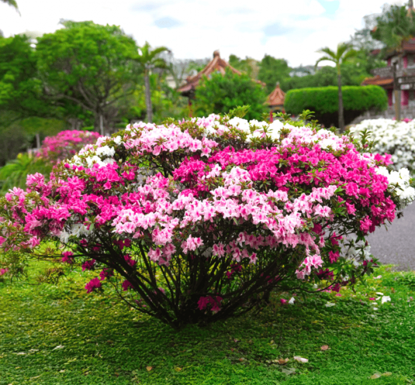 城南賞花路線，不只大安森林公園，鄰近的城市綠地也迎來花季最盛之時 （攝228紀念公園）