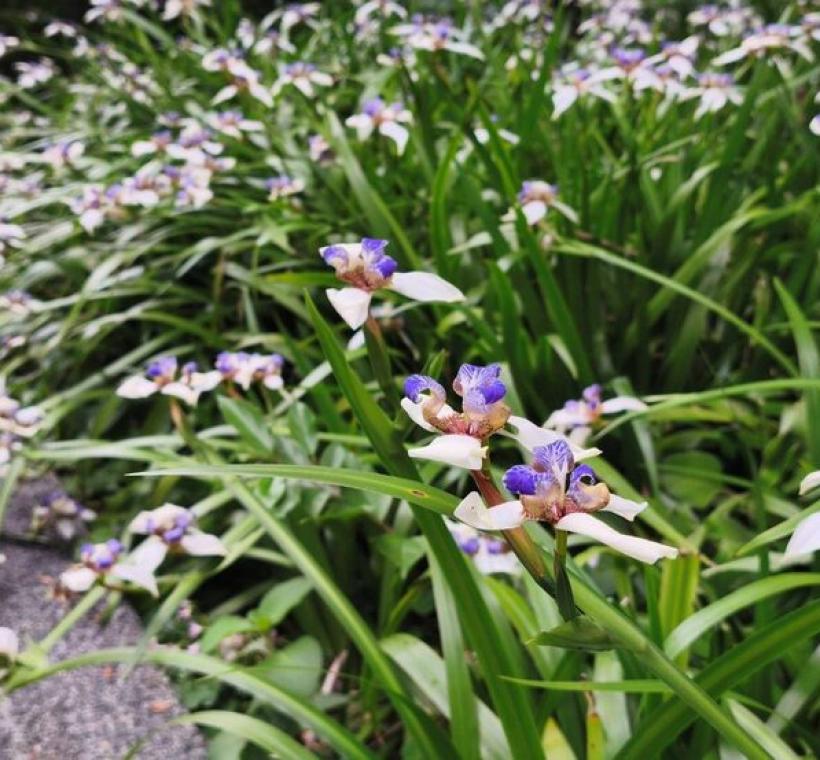 士林206號綠地巴西鳶尾整片盛開。