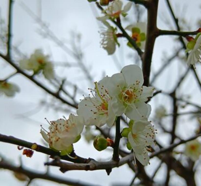 梅