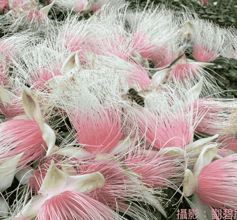 圖16即使花落也能吸引蜜蜂前來採花粉。(攝影者劉碧鵑)