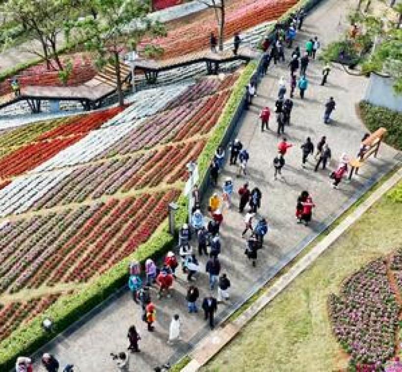 2025 三層崎彩色浪花海綻放繽紛魅力，自開展以來已吸引無數遊客前來朝聖，共享春日美景。（圖／擷取自活動紀實影片）