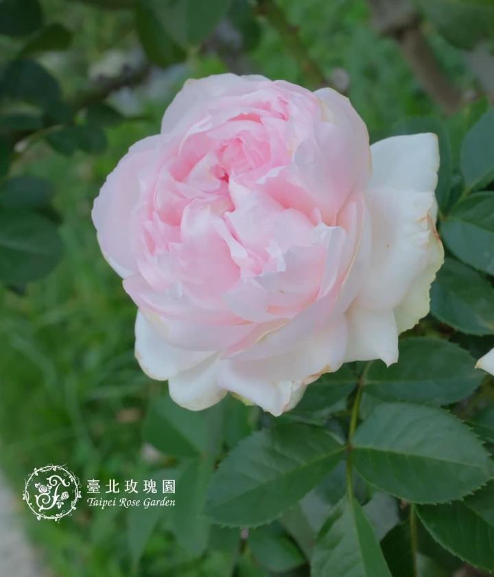 羅克珊