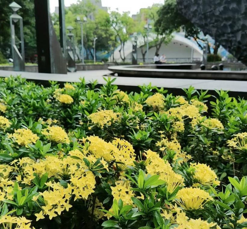 二二八和平公園黃仙丹花迎風盛放，彷彿將夏日的熱情凝聚成一團團絢麗花火，在道路分隔島、綠帶及街角綠地綻放耀眼光彩