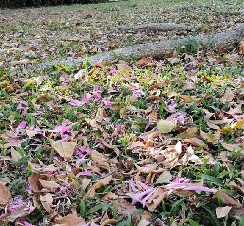 秋意漸濃，臺北街頭卻迎來一場美人樹繽紛的秋日花景(文德1號綠地)