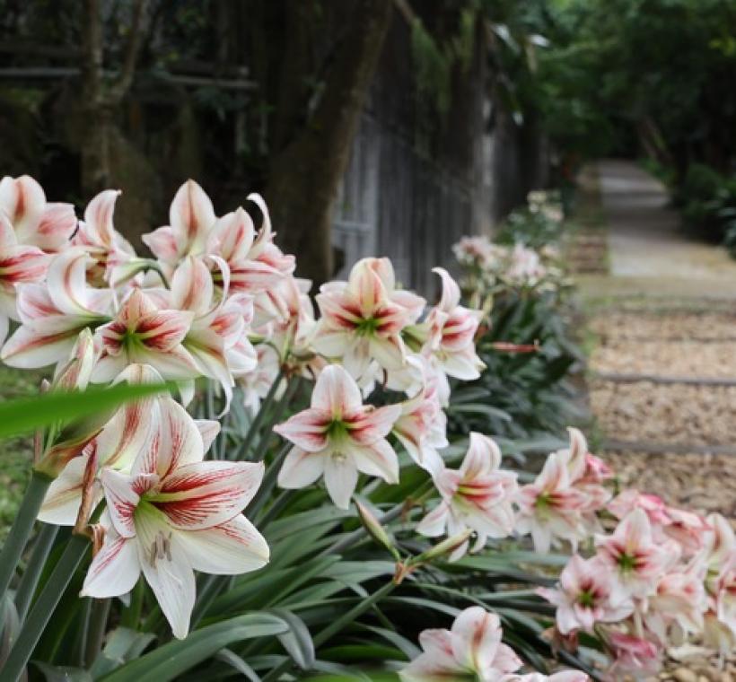 花形碩大、色彩飽滿的孤挺花