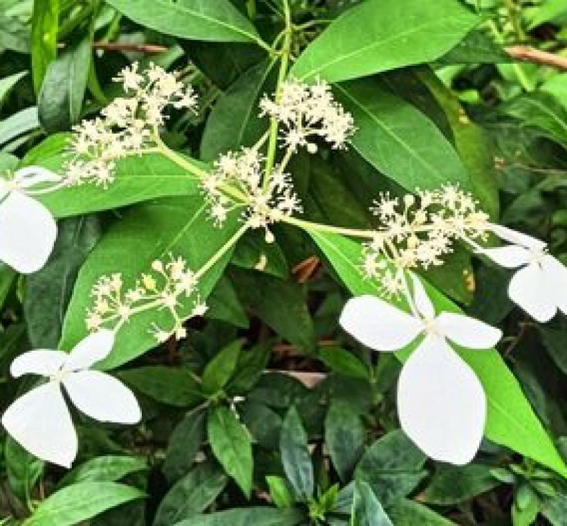 華八仙可孕性花色為淺黃色，不孕性花有4枚圓形的白色花瓣狀萼片。