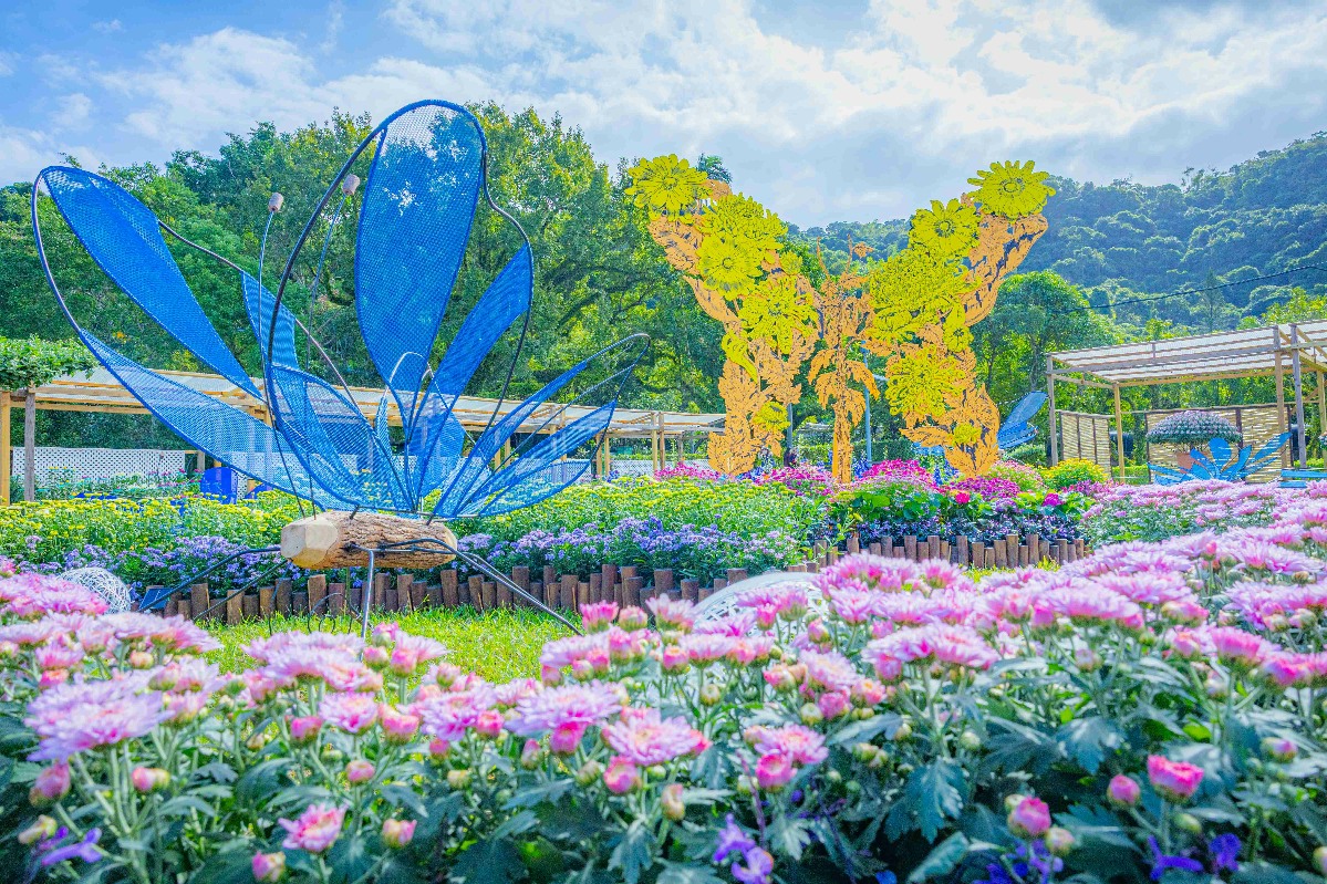 匠心築夢-大立菊的家及大菊品種展示區