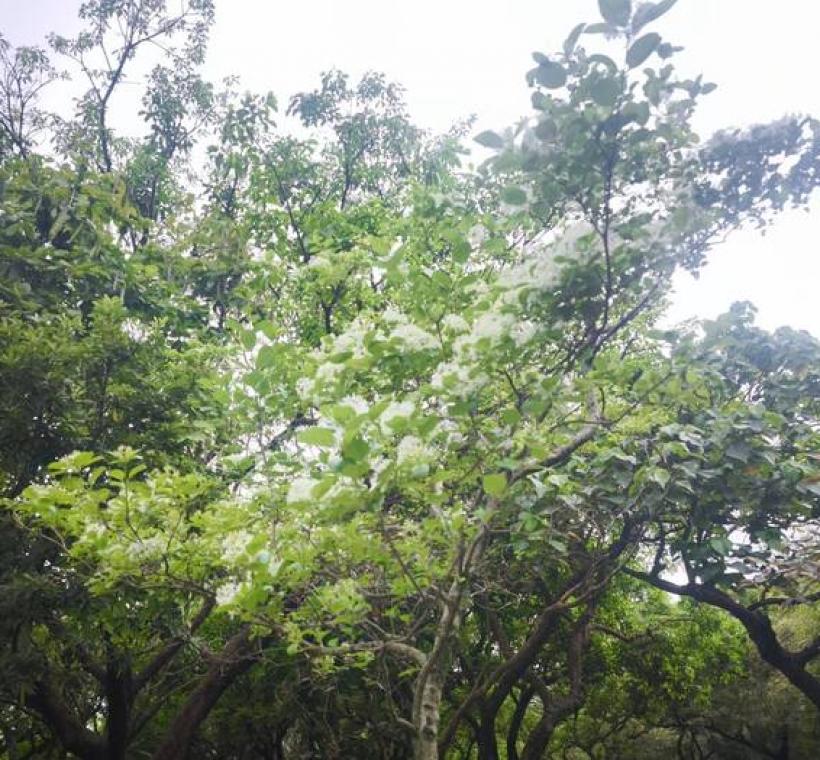 大安森林公園流蘇花開