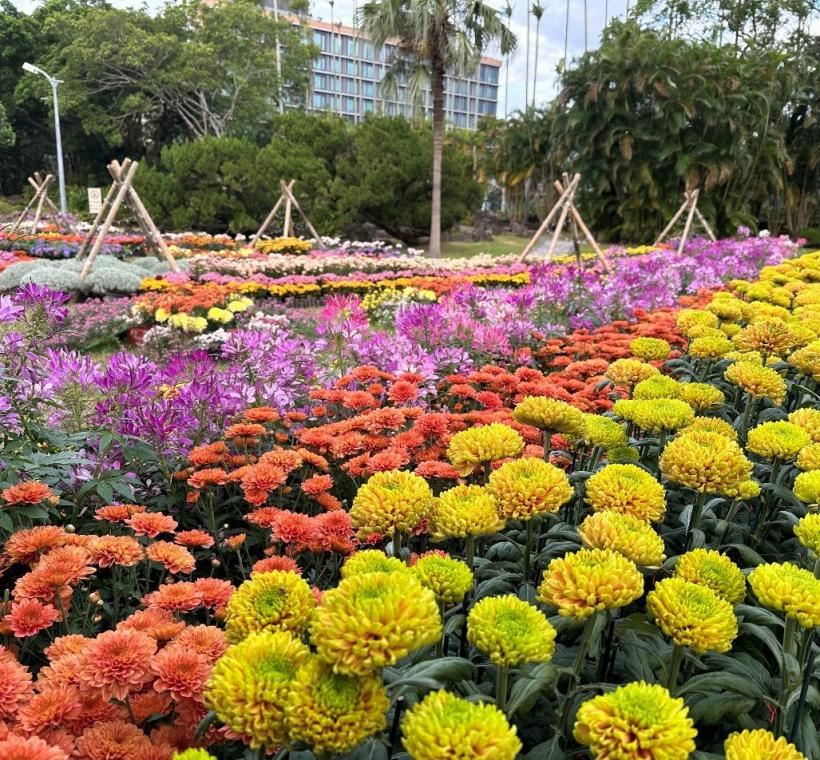 菊科花海將再現2025士林官邸菊展(圖為資料照)