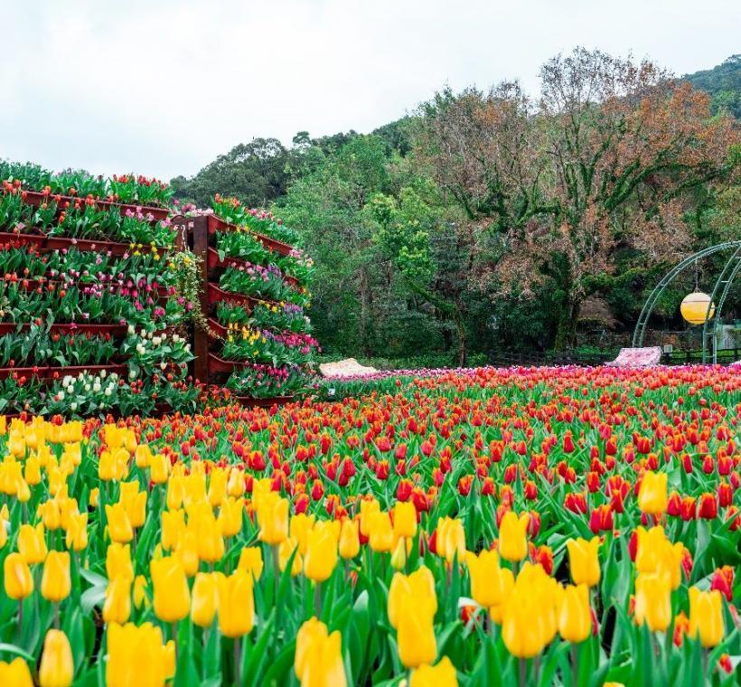 以大量鬱金香花海搭配造型物呈現年度主題樣貌(2025年資料照)