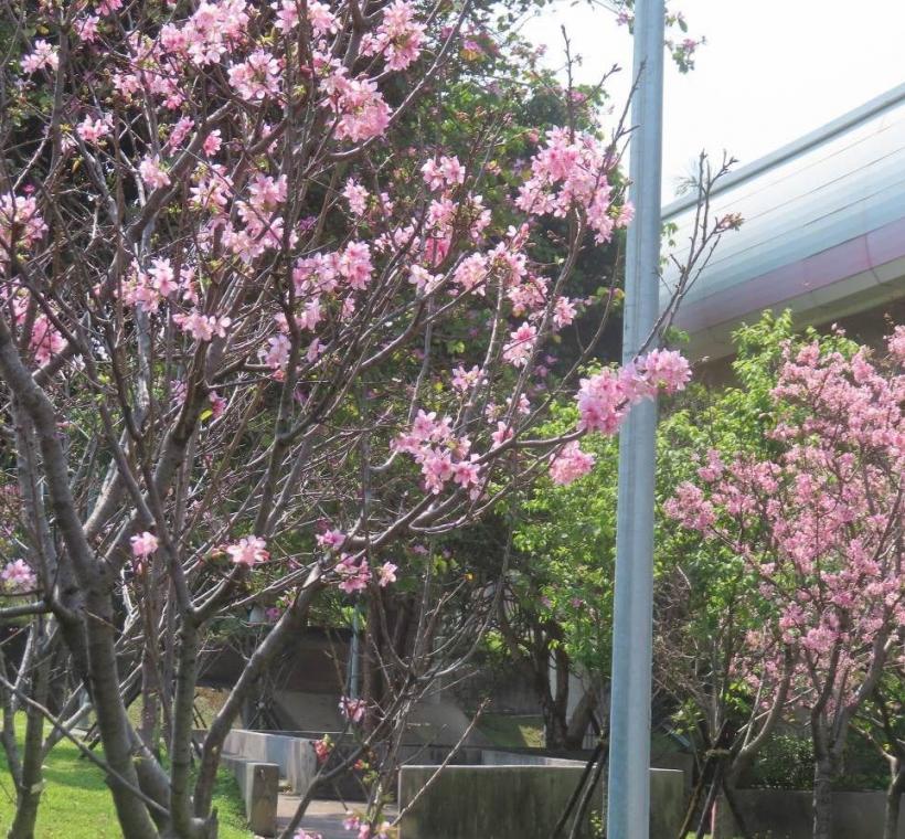 北投線形公園富士櫻盛開
