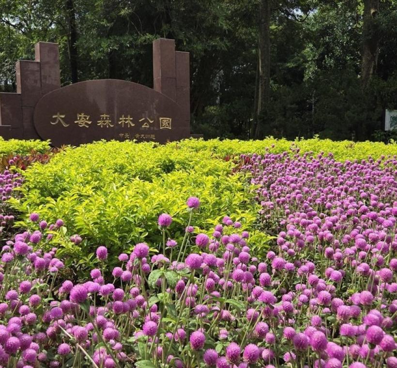 圖3.大安森林公園11號出入口花壇同樣可見繽紛的花景