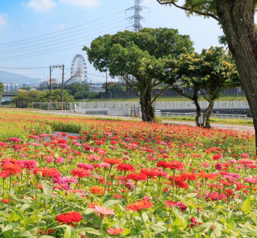河雙21河濱公園百日草花海 已經盛開