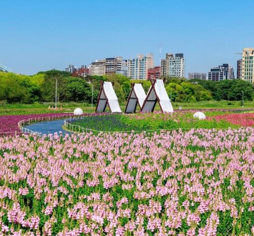 古亭河濱花海 繽紛綻放中