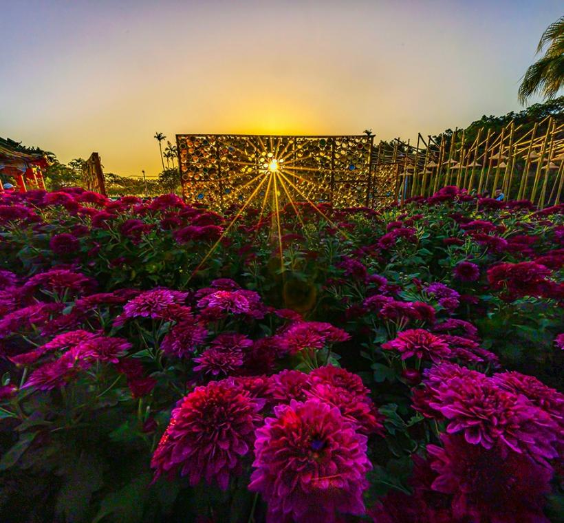 銅獎-俞寶華-光耀菊海