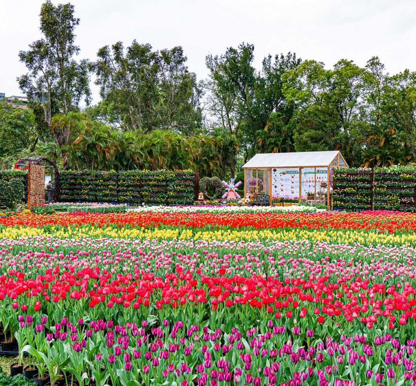 2026 CKS Shilin Residence Tulip Festival