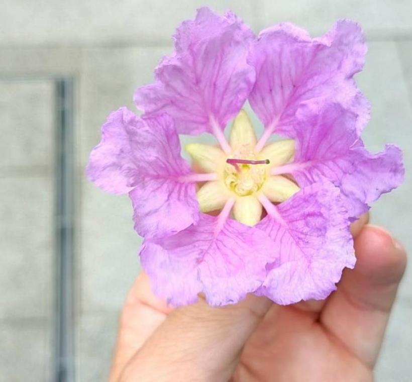 每朵花有6個花瓣，瓣緣呈不規則波浪鋸齒狀，花序為總狀花序或圓錐花序