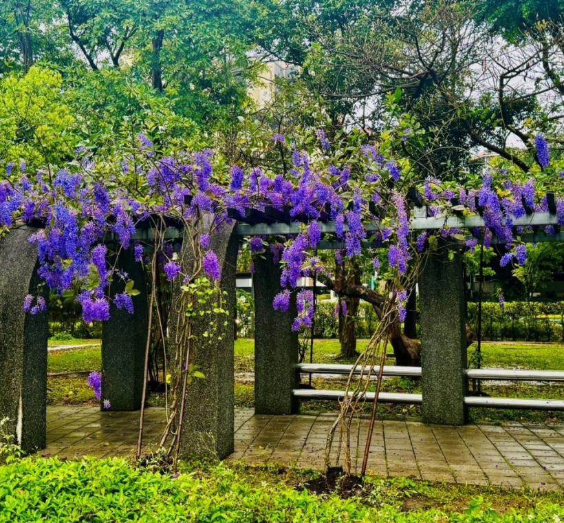 大安森林公園4號出口錫葉藤盛開