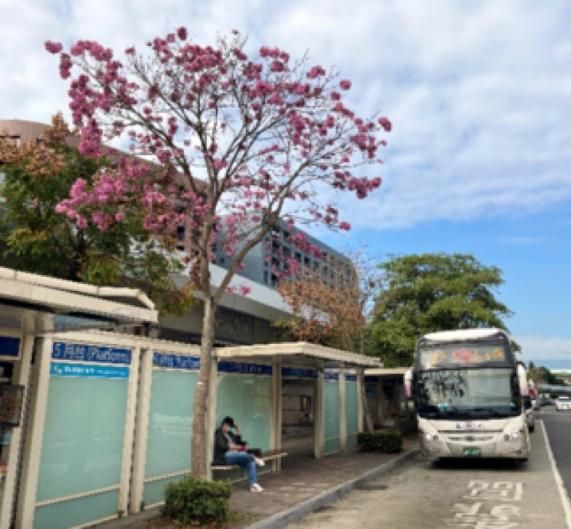 漫步街區感受洋紅風鈴木春日氛圍