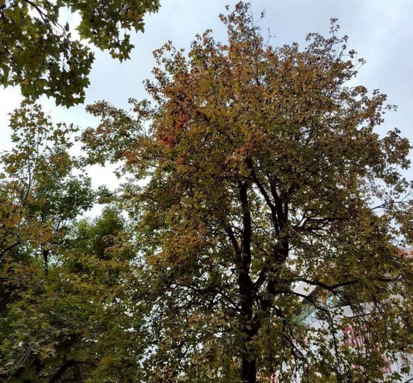 不管是晴天還是陰天，隨便拍都很美(林森公園、康樂公園)
