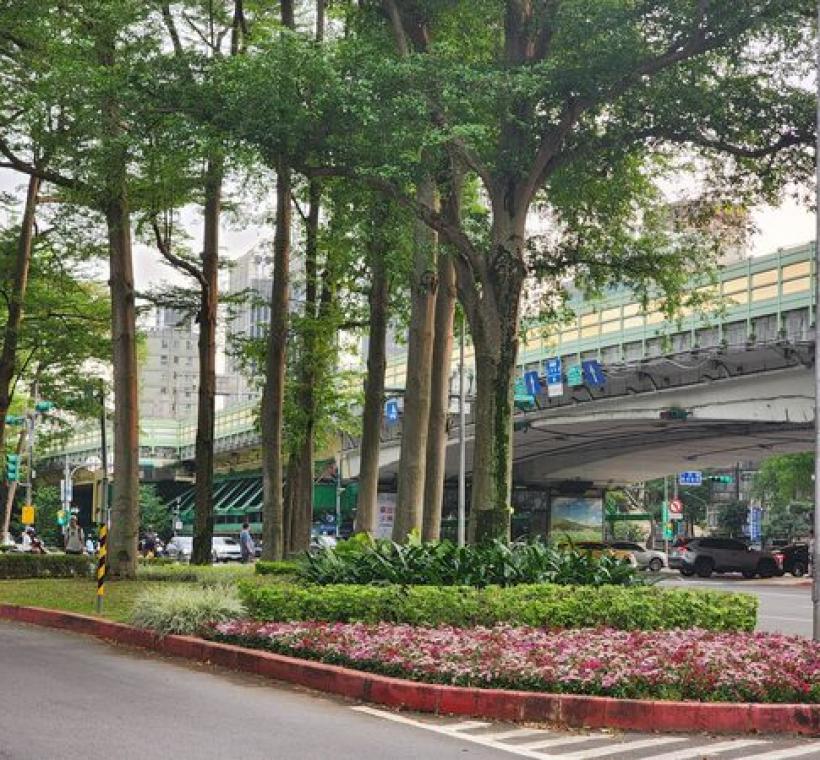 在分隔島中間的五彩石竹，色彩鮮明的綻放，與後方綠意層層堆疊，形塑豐富的視覺效果