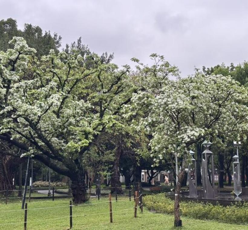 228公園流蘇花開