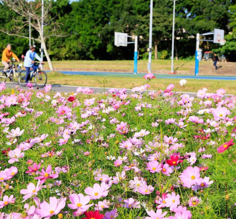 古亭河濱花海花大波斯菊花海 已經盛開