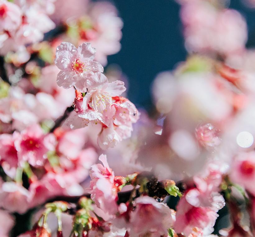 2026樂活寒櫻-特寫1