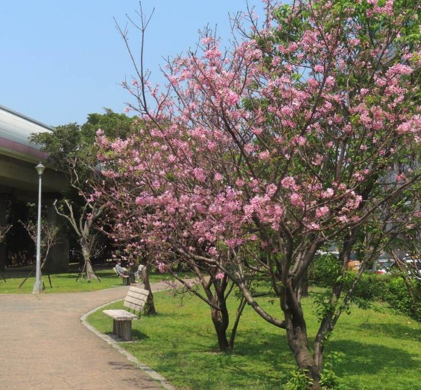 北投線形公園富士櫻盛開