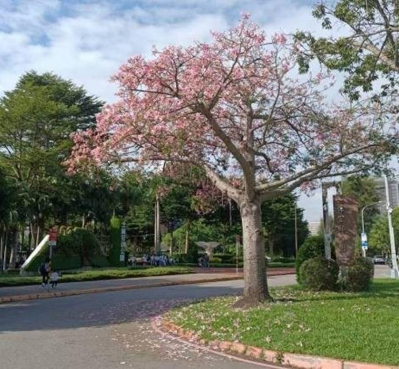 (圖片2) 士林官邸迎賓的美人樹10月初開花盛況