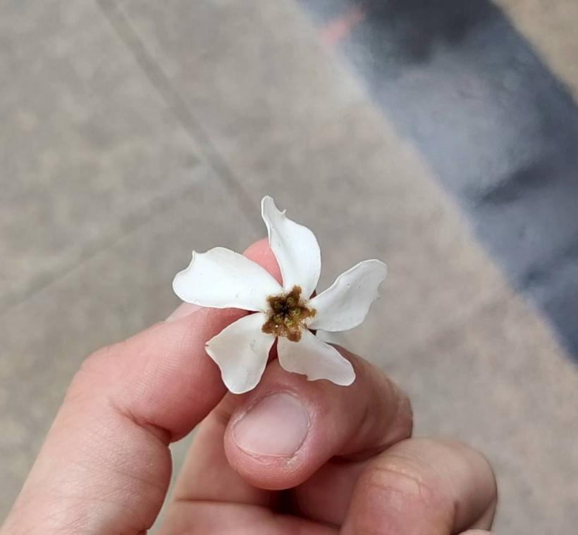 花形非常類似同科不同屬的日日春