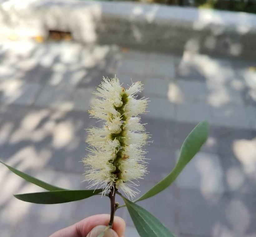 頂生之密穗狀花序，花瓣5片易早落，白色或淡黃色的細如瓶刷般蓬鬆是花蕊