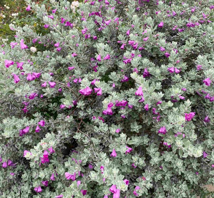 圖11「玉芙蓉」特殊銀灰色的葉片，將深紫色花朵襯托地更為嬌豔。