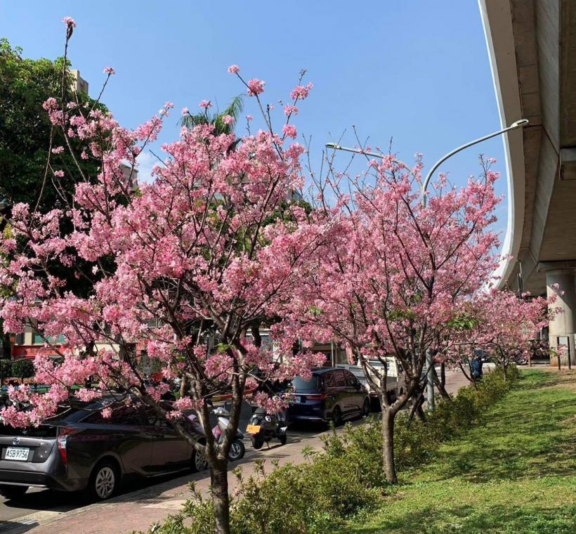 劍潭國小對面 富士櫻