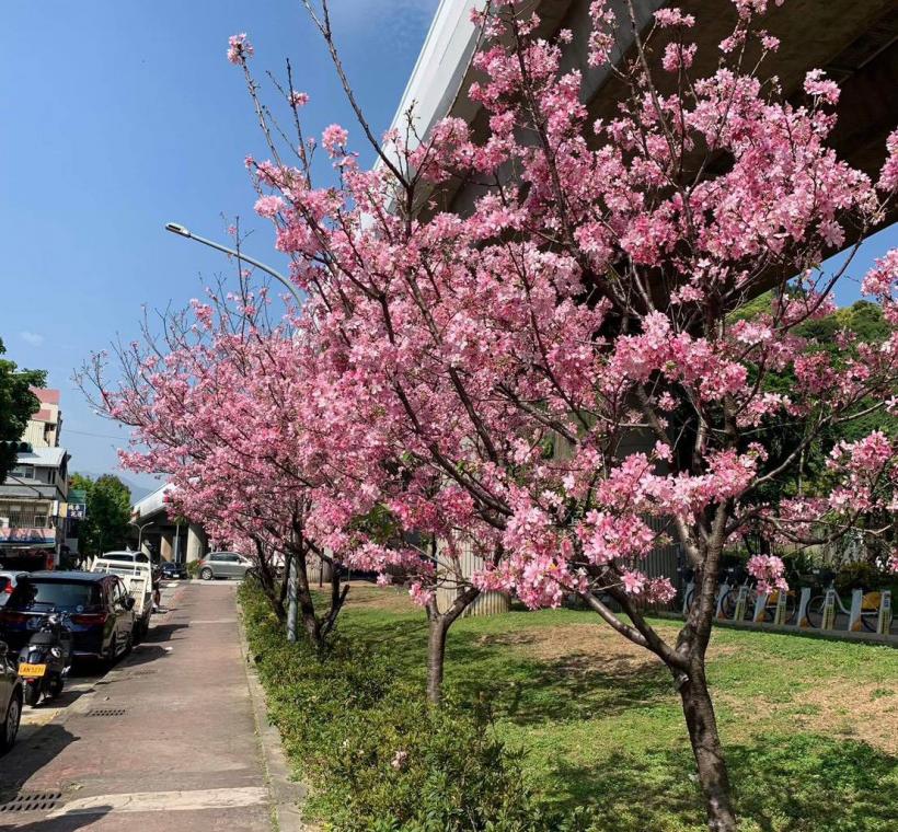 劍潭國小對面 富士櫻