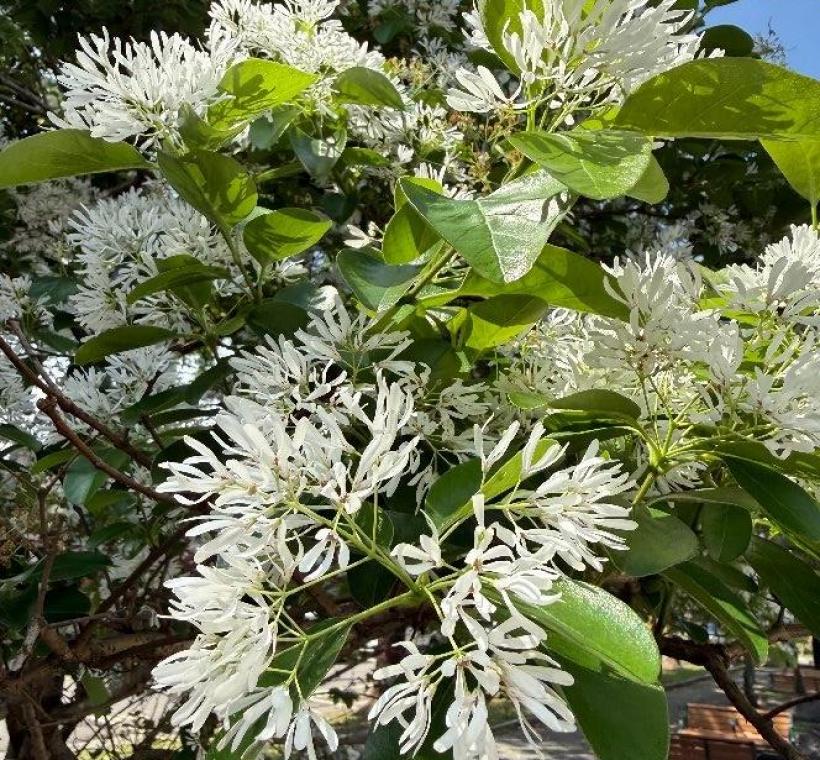 流蘇花,細長雪白的花瓣宛如古代仕女華服上的流蘇裝飾
