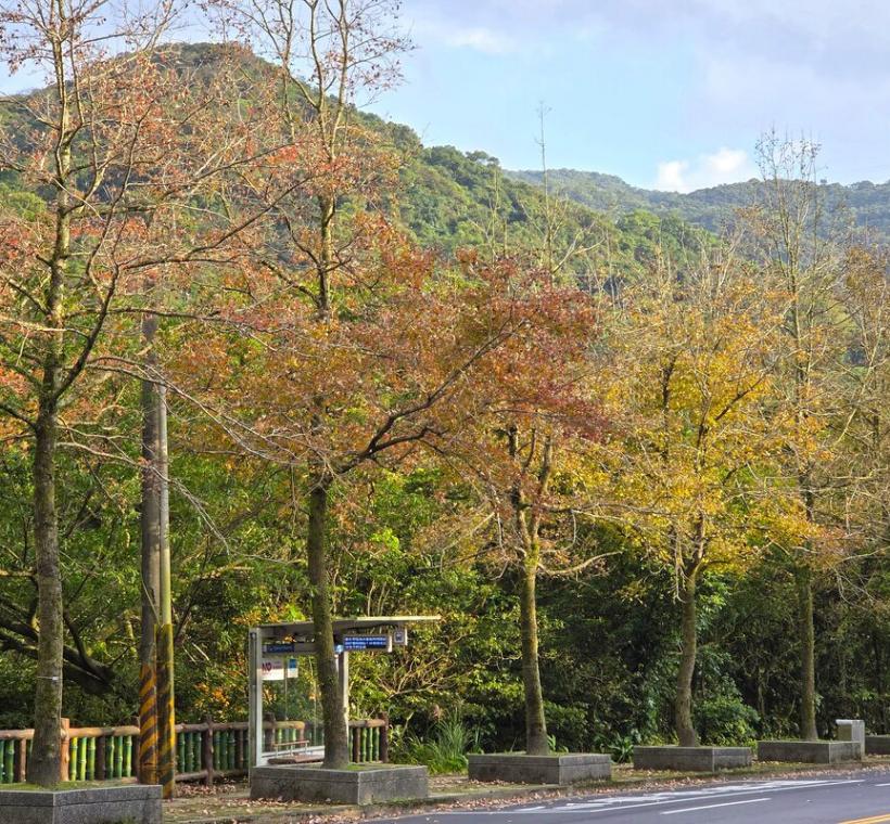 至善路三段楓香