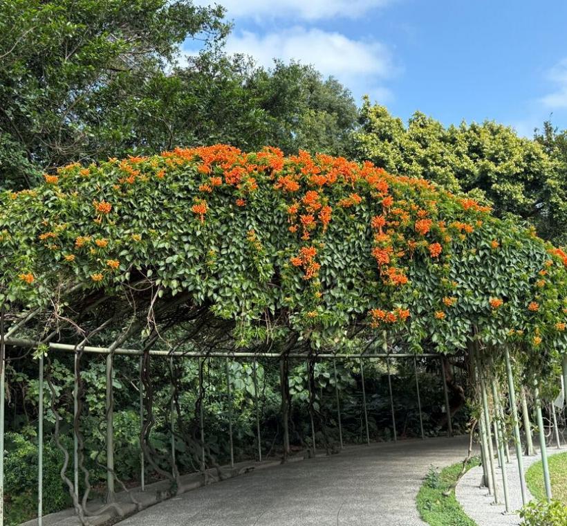 陽光下炮仗花海如橘色瀑布般傾瀉而下