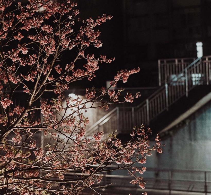 2025 LOHAS Cherry Blossom Festival