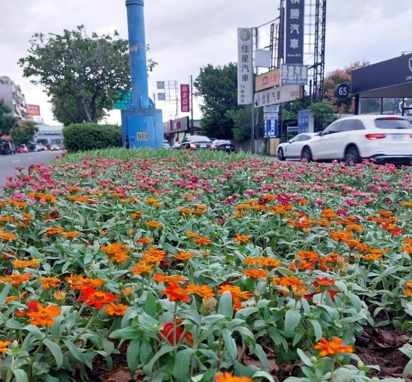 公園處在民族東路靠近濱江市場的分隔島，近日已換植百日草。