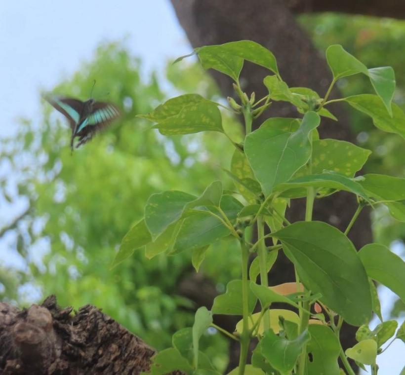 天母浪漫亭青帶鳳蝶穿梭樟樹嫩葉產卵。