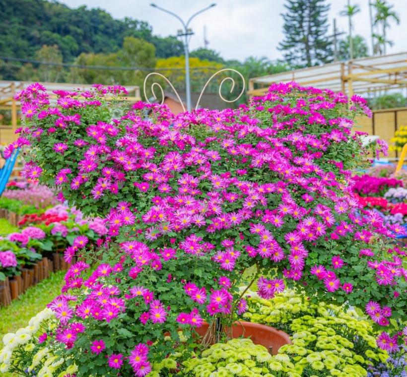造型菊