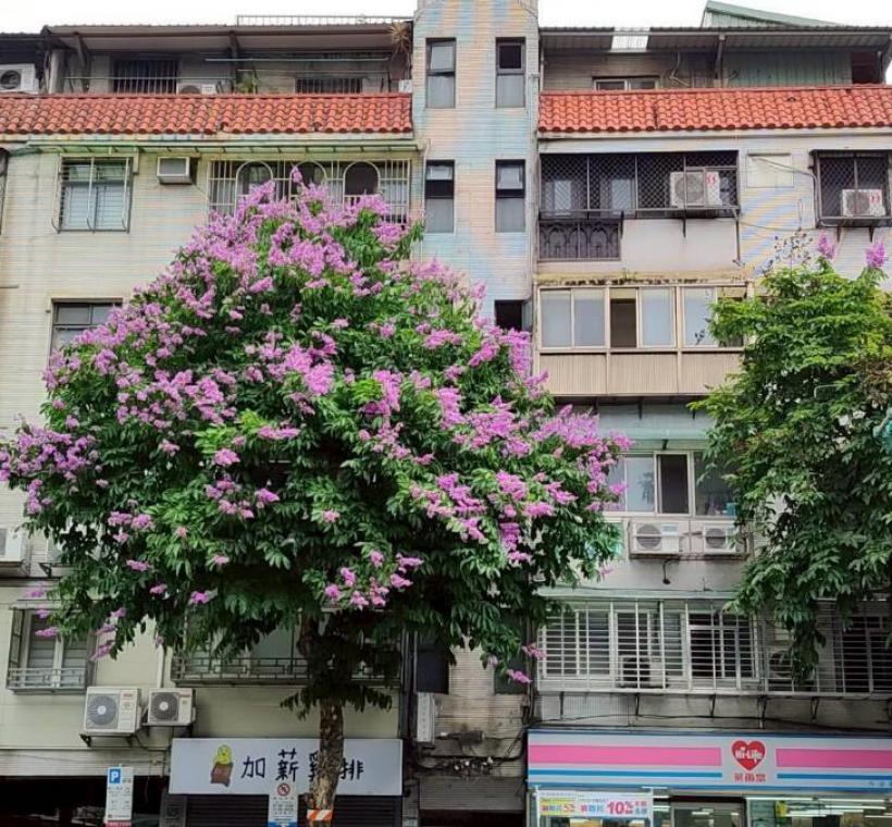 民權東路大花紫薇枝頭綻放，一簇簇粉紫色花朵如雲似霞景