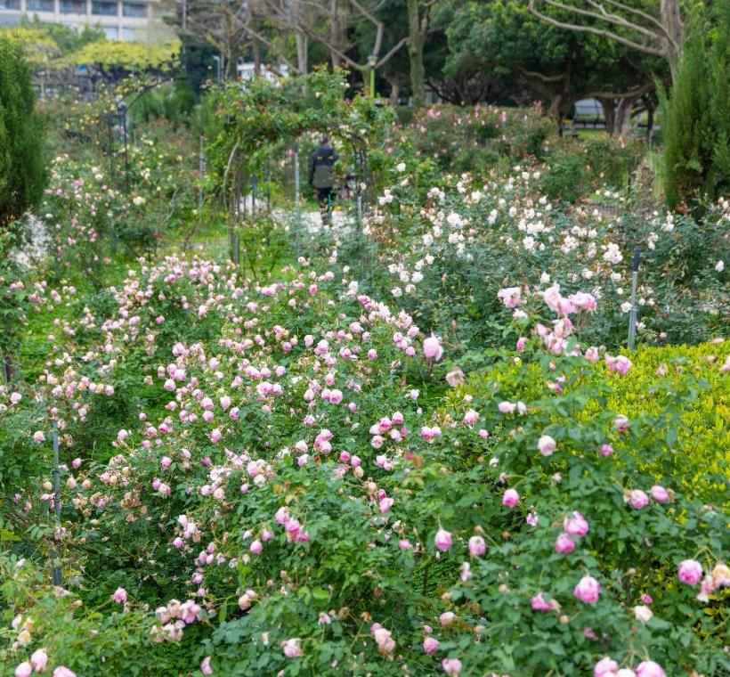 2025臺北玫瑰展玫瑰園盛開照