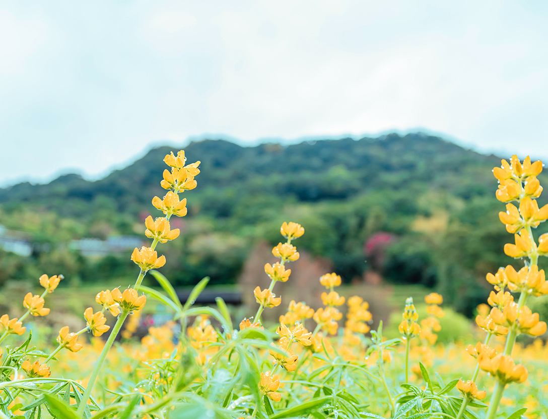 The Camphor Trail Flower Carnival
