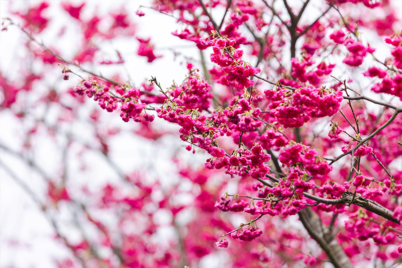 陽明山花季